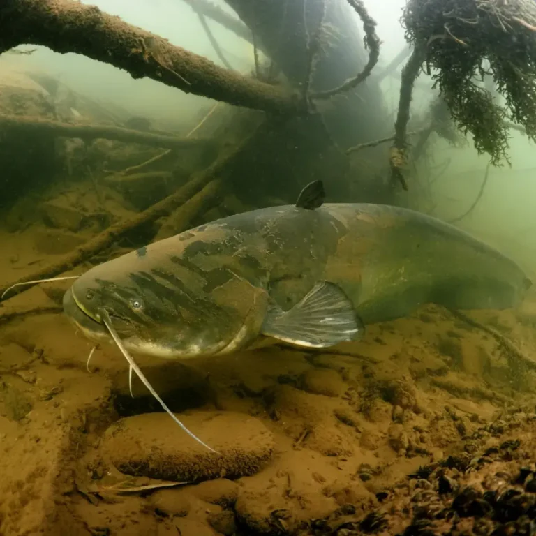 aboutfish_01a