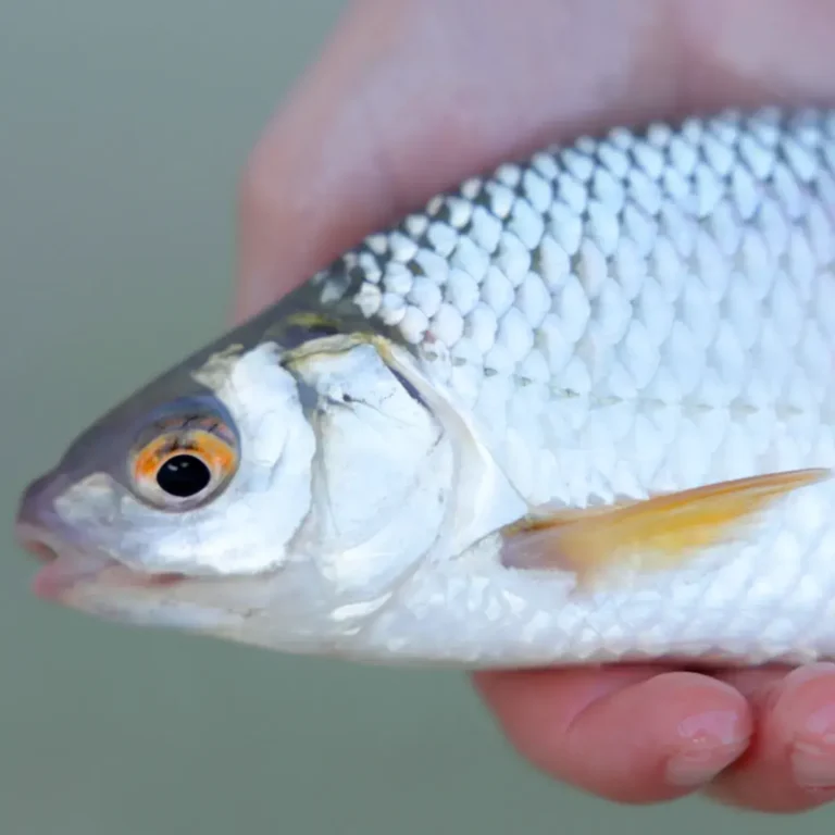 aboutfish_07