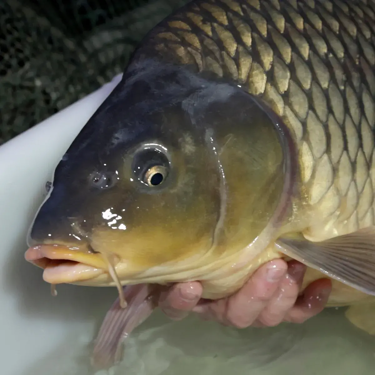 02_fish_c