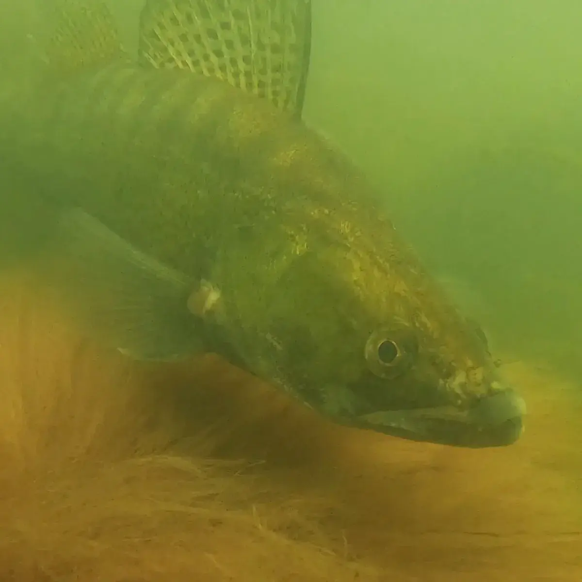 03_fish_c