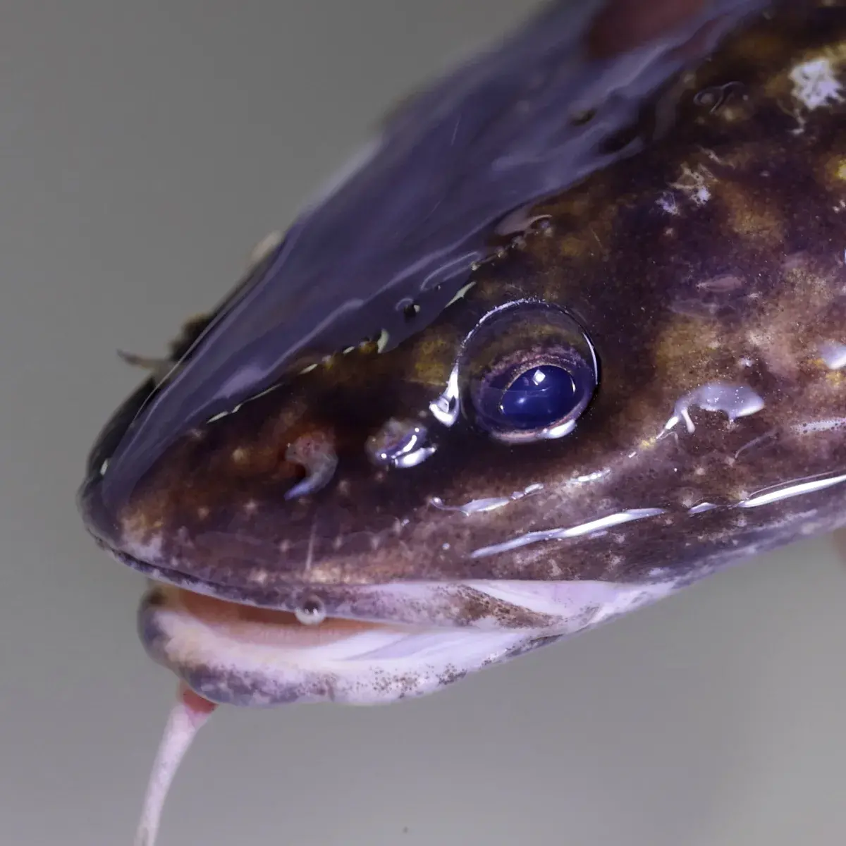 05_fish_c