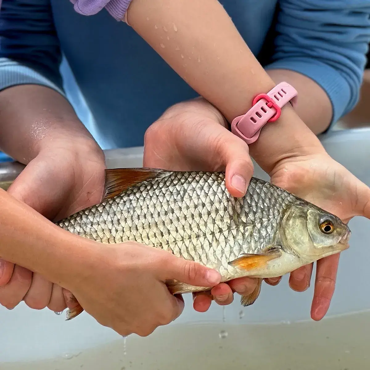 08_fish_c